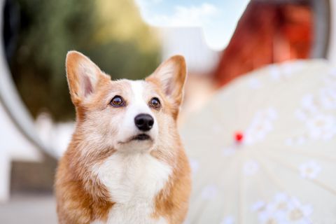 [合成]: 中国の王宮を旅するコーギー犬の写真セット HD