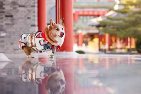 [合成]: 中国の王宮を旅するコーギー犬の写真セット HD