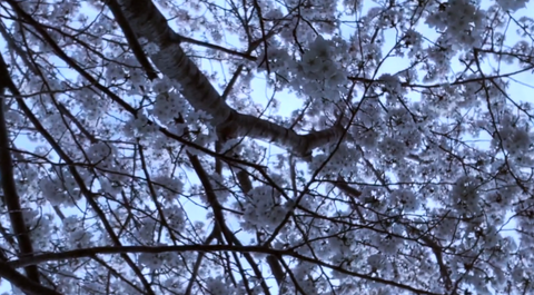 桜は春に咲く木で、日本を代表する花の一つです。ピンクや白の花弁が美しく、花びらが風に舞う様*はとてもロマンチックです。
