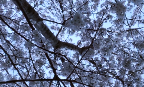 桜は春に咲く木で、日本を代表する花の一つです。ピンクや白の花弁が美しく、花びらが風に舞う様*はとてもロマンチックです。