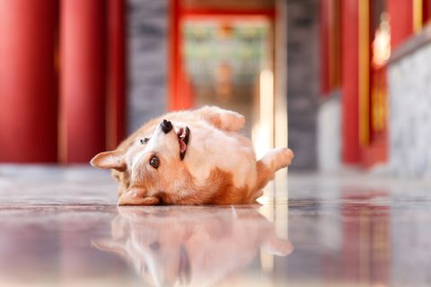 [合成]: 中国の王宮を旅するコーギー犬の写真セット HD