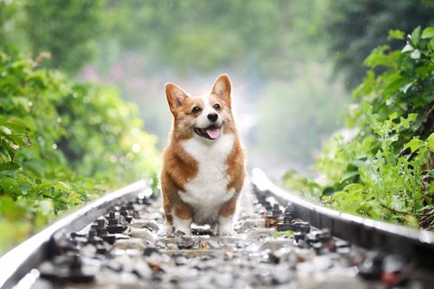 [合成]: 中国の王宮を旅するコーギー犬の写真セット HD