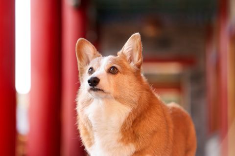 [合成]: 中国の王宮を旅するコーギー犬の写真セット HD