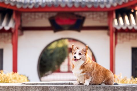 [合成]: 中国の王宮を旅するコーギー犬の写真セット HD