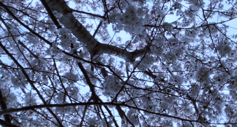 桜は春に咲く木で、日本を代表する花の一つです。ピンクや白の花弁が美しく、花びらが風に舞う様*はとてもロマンチックです。
