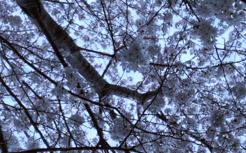 桜は春に咲く木で、日本を代表する花の一つです。ピンクや白の花弁が美しく、花びらが風に舞う様*はとてもロマンチックです。