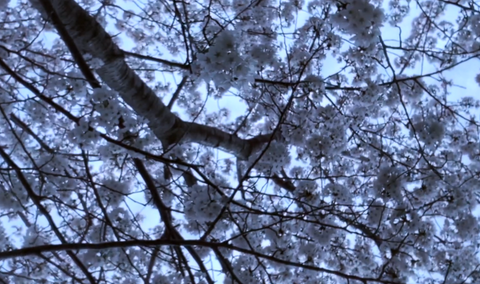桜は春に咲く木で、日本を代表する花の一つです。ピンクや白の花弁が美しく、花びらが風に舞う様*はとてもロマンチックです。