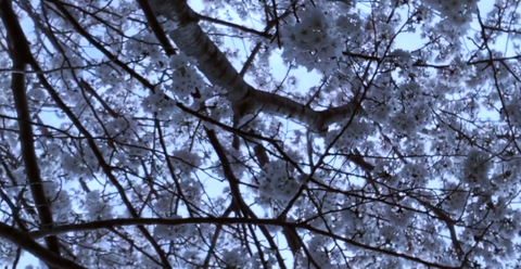 桜は春に咲く木で、日本を代表する花の一つです。ピンクや白の花弁が美しく、花びらが風に舞う様*はとてもロマンチックです。