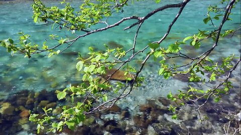 日本の絶景　緑