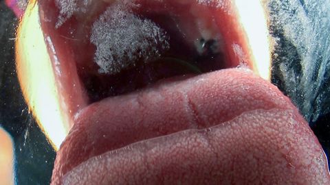 主観バーチャルベロキス　キレイな長い舌の女教師！　日高結愛